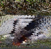 Full Day Tour in the Daintree - Tourism Cairns