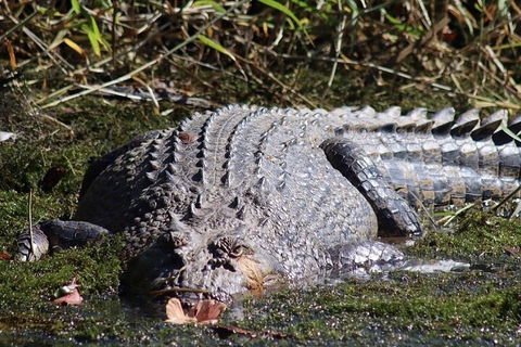 Full Day Tour In The Daintree - Tourism Cairns 0