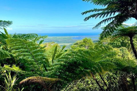 Full Day Tour In The Daintree - Tourism Cairns 5