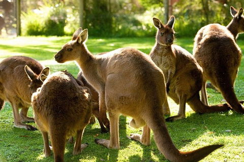 Melbourne City Card (3 Days): Visit Unlimited Attractions! - Tourism Cairns 4