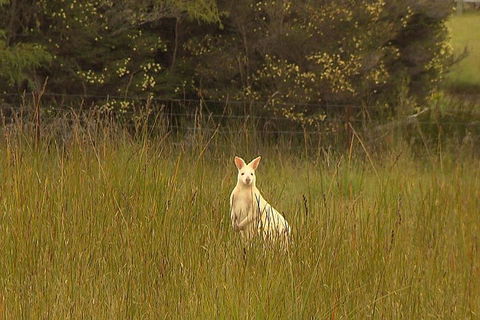 Bruny Island Day Trip From Hobart - Tourism Cairns 5