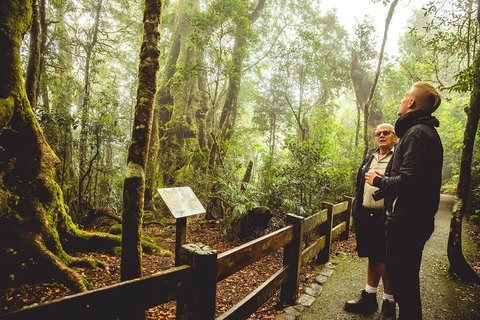 Full-day Springbrook National Park Tour From The Gold Coast - Tourism Cairns 1