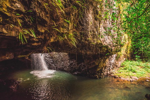 Full-day Springbrook National Park Tour From The Gold Coast - Tourism Cairns 4