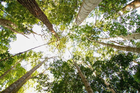 Fraser Island 4WD Tour From Noosa - Tourism Cairns 0