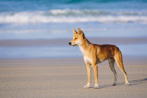 Fraser Island 4WD Tour From Rainbow Beach - Tourism Cairns 2