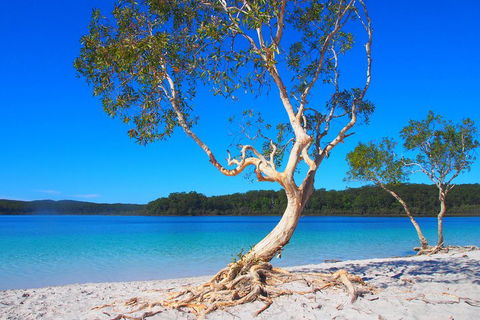 Fraser Island 4WD Tour From Rainbow Beach - Tourism Cairns 5