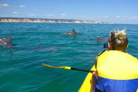 Kayak With Dolphins And 4WD Great Beach Drive Day Trip From Noosa - Tourism Cairns 1