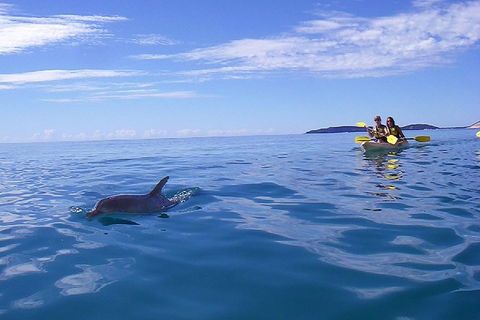 Kayak With Dolphins And 4WD Great Beach Drive Day Trip From Noosa - Tourism Cairns 2