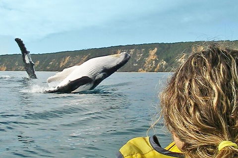 Kayak With Dolphins And 4WD Great Beach Drive Day Trip From Noosa - Tourism Cairns 3