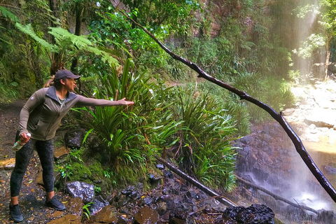 Rainforest & Waterfalls Extravaganza - Tourism Cairns 4
