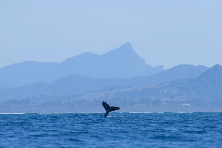 Byron Bay NSW Tourism Cairns