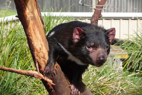 6-Day Tasmania Small-Group Guided Tour With Gourmet Food - Tourism Cairns 1