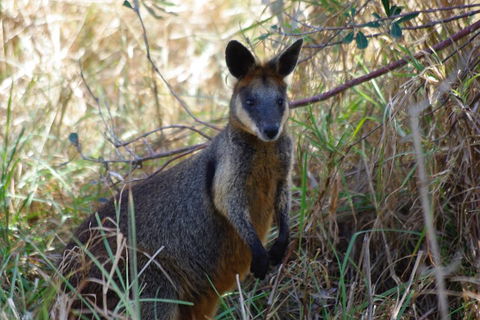 Byron Bay Combo: Hinterland Tour Including Minyon Falls And Kayaking With Dolphins - Tourism Cairns 2