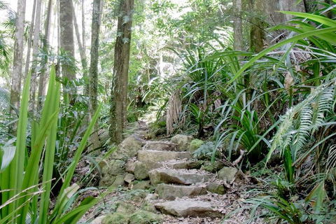 Byron Bay Combo: Hinterland Tour Including Minyon Falls And Kayaking With Dolphins - Tourism Cairns 5