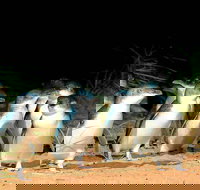 Phillip Island Penguins Private Tour - Tourism Cairns