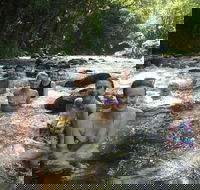 Daintree Rainforest Cape Tribulation Mossman Gorge Small-Group Day Tour - Tourism Cairns