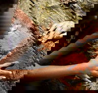 Ngana Julaymba Dungay - Half Day - Tourism Cairns