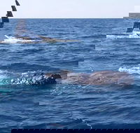 Noosa Whale Watching - Tourism Cairns