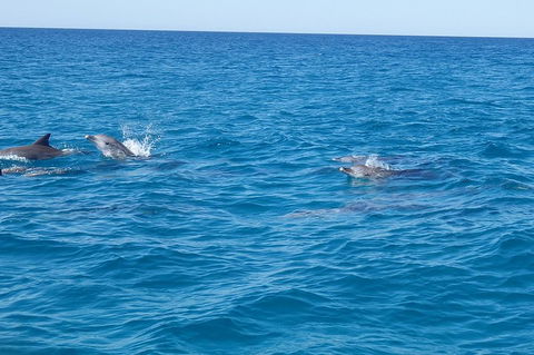 Noosa Wild Dolphin Safari - Tourism Cairns 4
