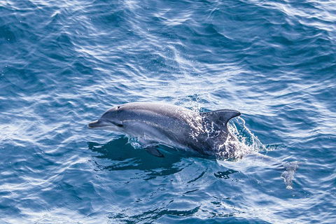 All Inclusive Dolphin And Tangalooma Wrecks Cruise - Tourism Cairns 1