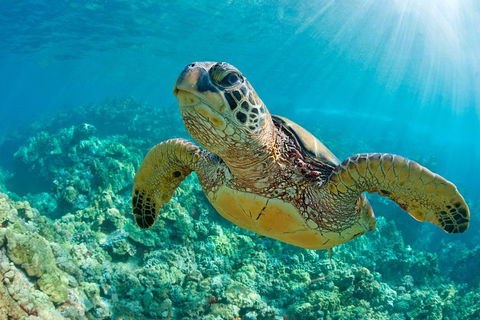 All Inclusive Dolphin And Tangalooma Wrecks Cruise - Tourism Cairns 3