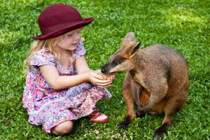 Kuranda Day Tour + HotAir Balloon Combo