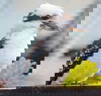 Small Group Great Ocean Road  12 Apostles Tour - Tourism Cairns