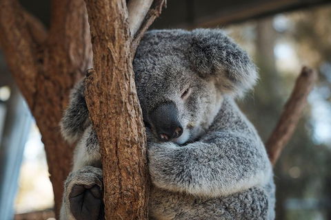 Sydney Taronga Zoo General Entry Ticket - Tourism Cairns 3