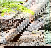 Sydney Taronga Zoo General Entry Ticket and Wild Australia Experience