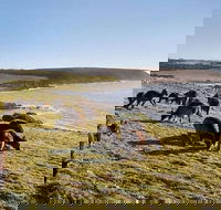 Kangaroo Island Personal Group Tours - Tourism Cairns