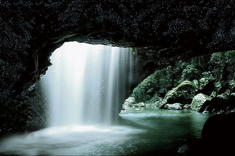 Natural Bridge Glow Worm Night Tour From Gold Coast - Tourism Cairns 0