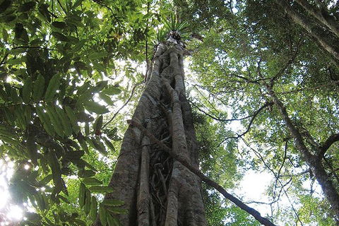 Natural Bridge Glow Worm Night Tour From Gold Coast - Tourism Cairns 1