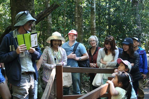 Natural Bridge Glow Worm Night Tour From Gold Coast - Tourism Cairns 4