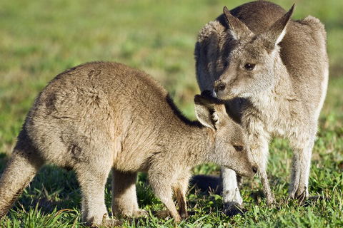 LGBT+ Friendly Full Day Phillip Island Private Tour - Tourism Cairns 3