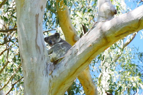 Best Of Moreton Bay Cruise - Tourism Cairns 2