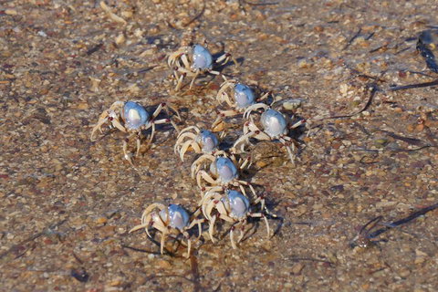 Best Of Moreton Bay Cruise - Tourism Cairns 3