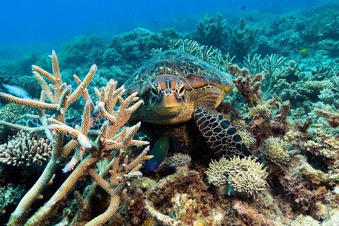 Great Barrier Reef Day Cruise From Cairns Including Snorkeling And Marine Biologist Presentation - Tourism Cairns 4