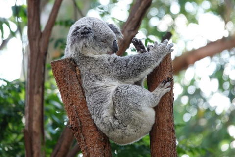 Small-Group Blue Mountains Tour With A Local Guide - Tourism Cairns 2