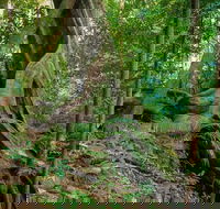Private Daintree Mossman Gorge Exclusive Nature and Wildlife Focus - Tourism Cairns