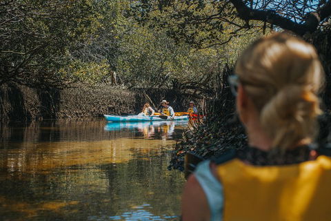 Kayak Tour In Adelaide Dolphin Sanctuary - Tourism Cairns 0