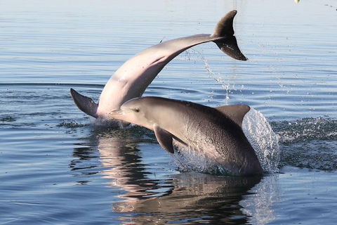 Kayak Tour In Adelaide Dolphin Sanctuary - Tourism Cairns 5