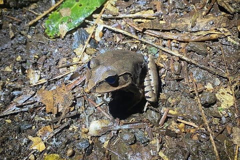 Evening Rainforest & Glow Worm Experience - Tourism Cairns 1