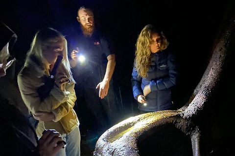 Evening Rainforest & Glow Worm Experience - Tourism Cairns 2