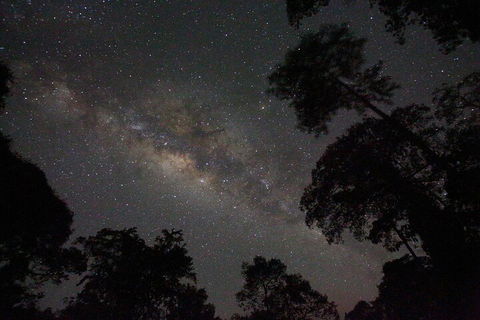 Evening Rainforest & Glow Worm Experience - Tourism Cairns 4