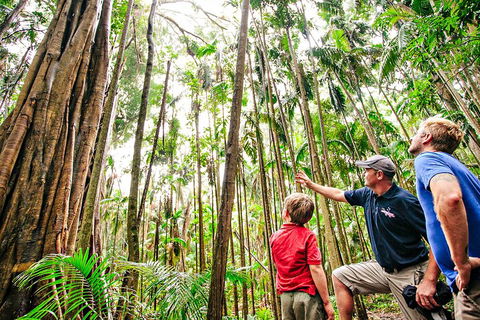 Natural Bridge & Springbrook Waterfalls Tour + Hot Air Balloon With Breakfast - Tourism Cairns 5
