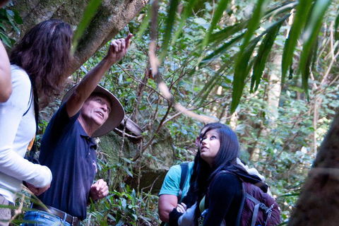 Natural Bridge & Springbrook Waterfalls Tour - Tourism Cairns 4