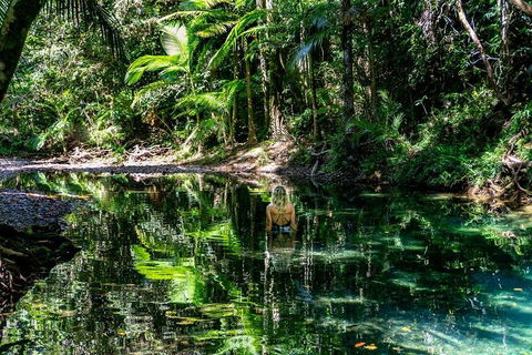 Daintree And Cape Tribulation Full Day Guided Tour - Tourism Cairns 1