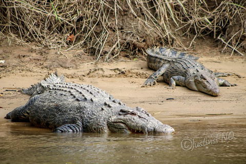 Daintree And Cape Tribulation Full Day Guided Tour - Tourism Cairns 3