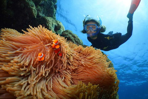 Silversonic Outer Great Barrier Reef Dive And Snorkel Cruise From Port Douglas - Tourism Cairns 3