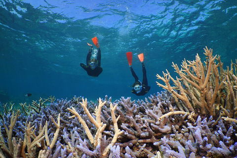 Silversonic Outer Great Barrier Reef Dive And Snorkel Cruise From Port Douglas - Tourism Cairns 4